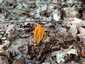 Narancsszínű enyveskorallgomba (Calocera viscosa), Zemplén